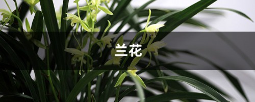 兰花3年不开花？养兰大神教你这1招，1个月养出极品天价兰！