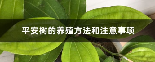 平安树的养殖方法和注意事项